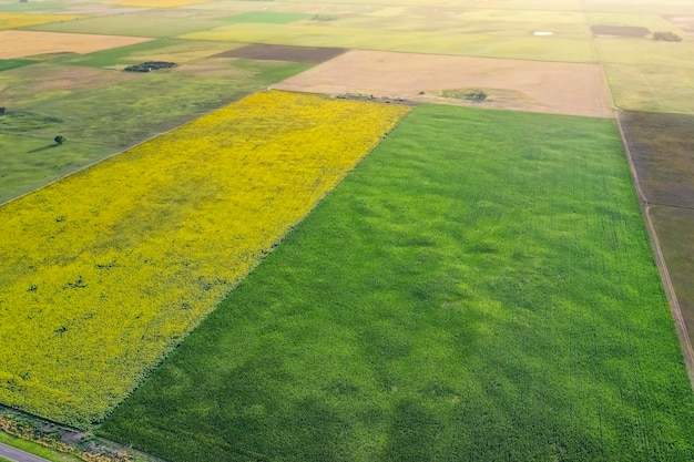 Corn and sunflower cultivation buenos aires province argentina