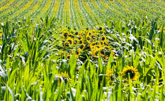 Corn and sunflowers