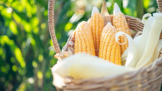 Corn sweet corn in basket corn placed in a basket farmer harvest concept