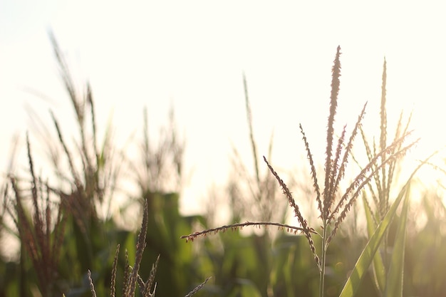 Corn Tassel in Sunshine