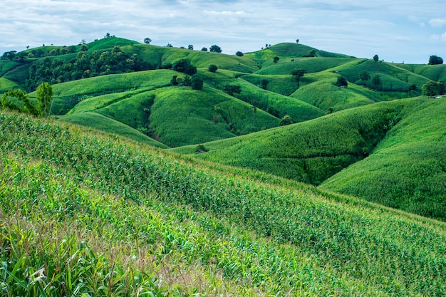 Corn Terrace Aerial Shot. Image of beautiful terrace corn field