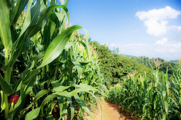 Corn tree on field with sunlight.