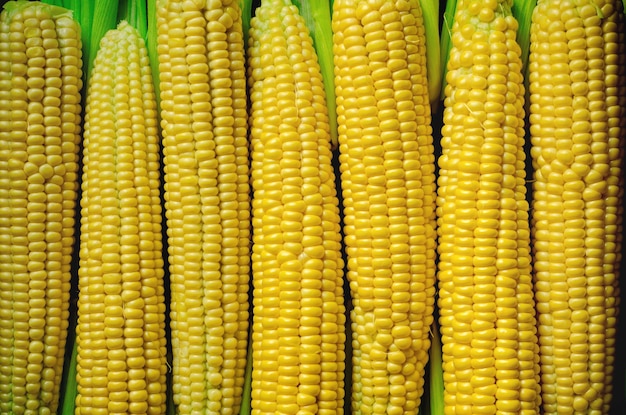 Corn vector naadloze realistische textuur