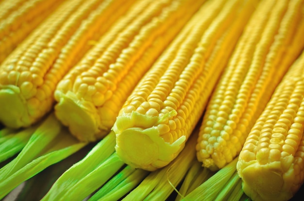 Corn vector naadloze realistische textuur