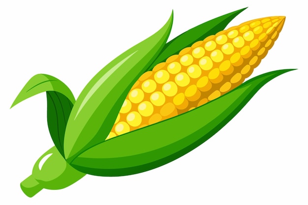 Photo corn vector