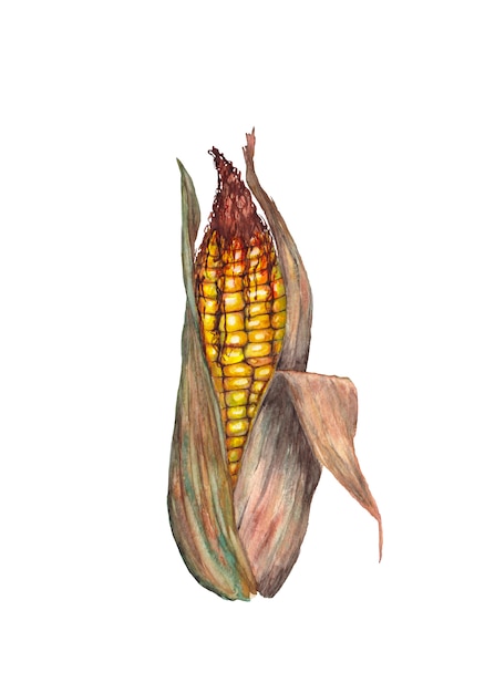 Corn.  Watercolor illustration.