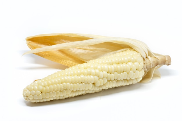 Corn white background