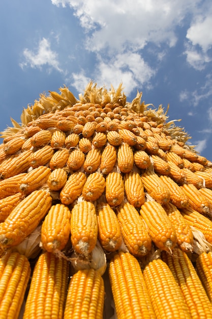 Corn with blue sky background