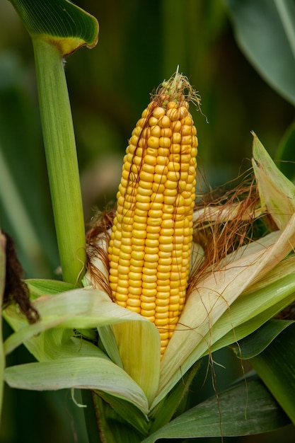 corn wrapped in green leaves on the stem in the field