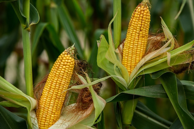 corn wrapped in green leaves on the stem in the field