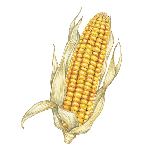 corn yellow golden cob in watercolor autumn harvest plant with dry leaves festive produce clipart for food farmers market thanksgiving decor
