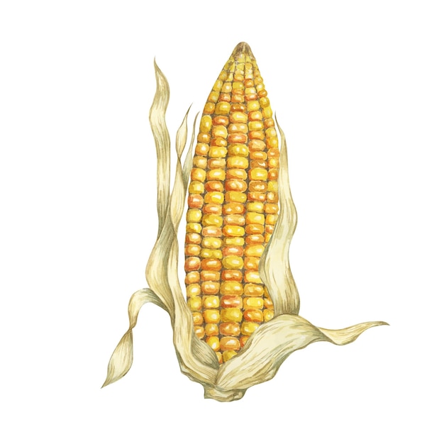 corn yellow golden cob in watercolor autumn harvest plant with dry leaves festive produce clipart for food farmers market thanksgiving decor