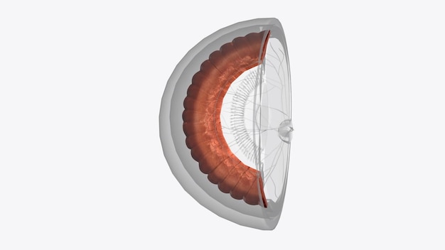 Foto la cornea è lo strato esterno trasparente nella parte anteriore dell'occhio