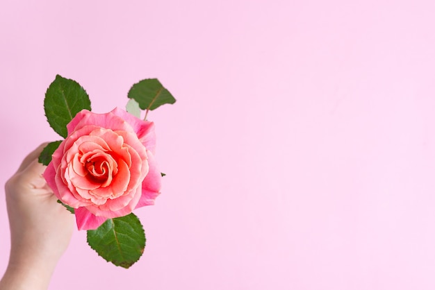 Угловая праздничная рамка из свежих цветущих роз цветов на розовом фоне