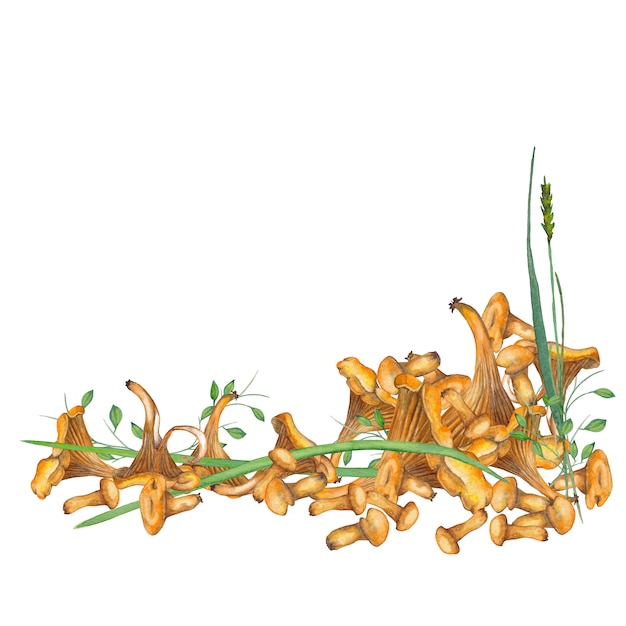 Corner frame of chanterelle mushrooms. Watercolor illustration.