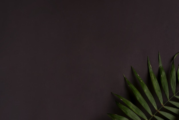 corner frame from evergreen twig of tropical exotic palm leaf on a black background.