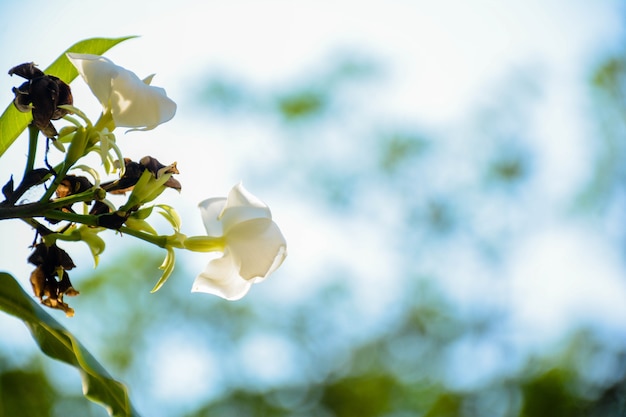 2つの白いクチナシの花の近くのコーナー背景がぼやけています。夏の美しい自然