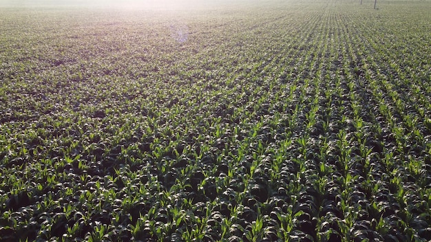 Кукурузное поле кукурузное поле молодых ростков кукурузы ранним летним утром с высоты птичьего полета agricultu