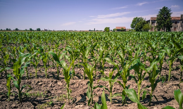 Cornfield during the growing season on a sunny day