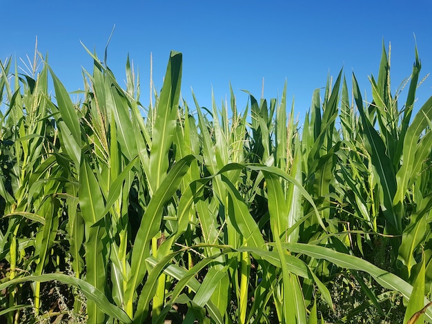 Cornfield Jonge maïs groeit in het veld Agrarische industrie