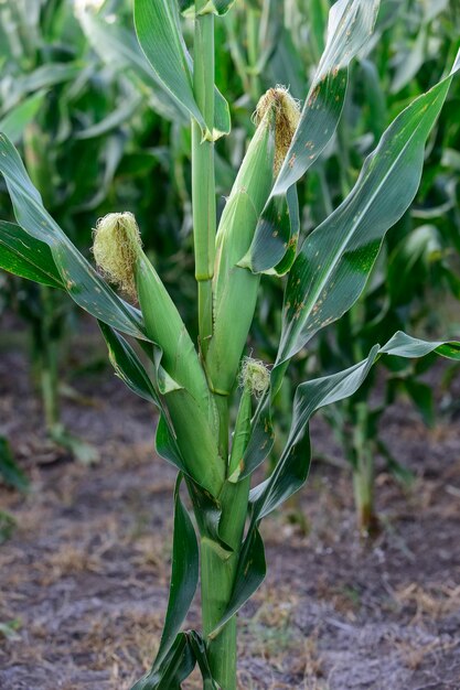 Cornfield in La Pampa Province Argentina