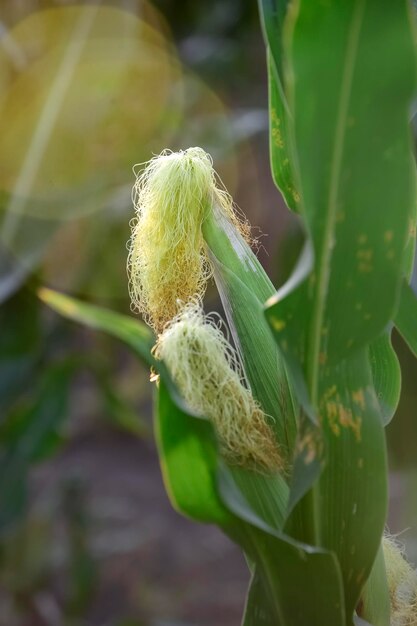 Cornfield in La Pampa Province Argentina