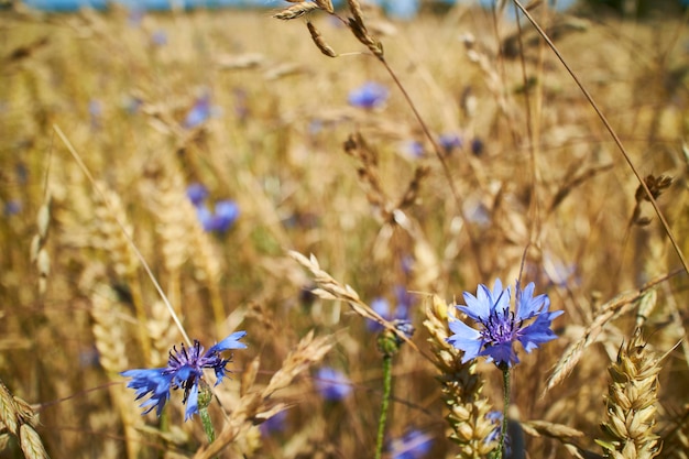 トウモロコシ畑、紫色の花と青い空