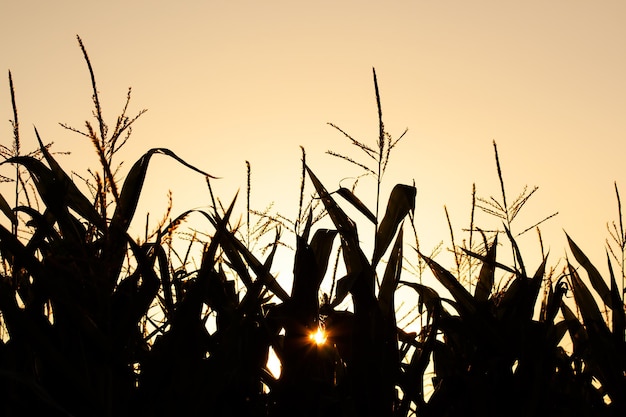 Cornfield silhouet landschap in de zonsondergang