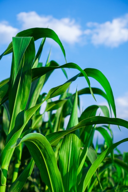 Foto campo di grano e il cielo in una giornata di sole