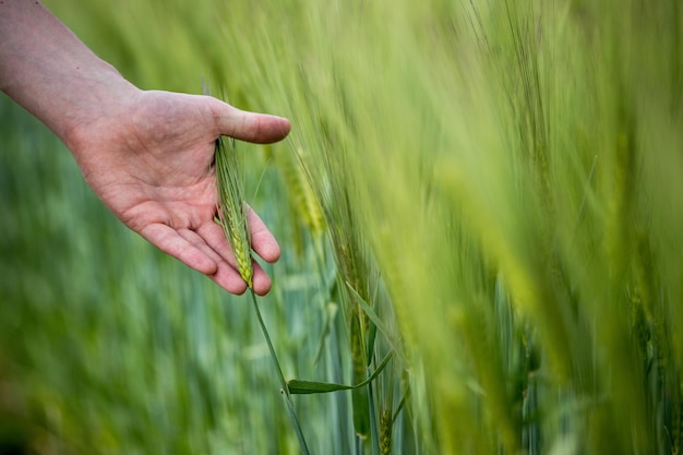 Cornfield in spring Farmer hand is touching green wheat ears