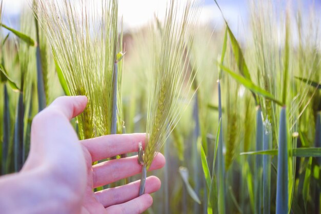 Cornfield in spring Farmer hand is touching green wheat ears