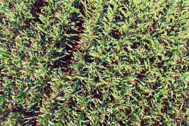 Cornfield in the spring. View from above. Nature background