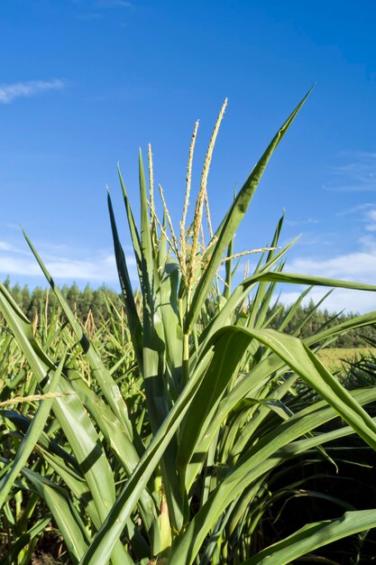 Cornfield under the sun