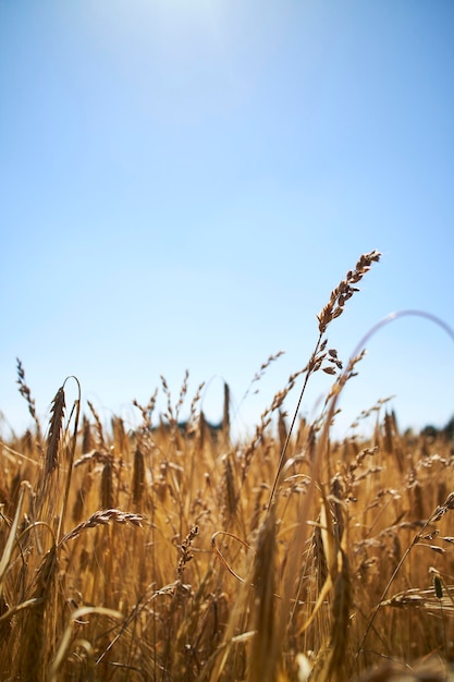 A cornfield on a sunny day with a blue sky