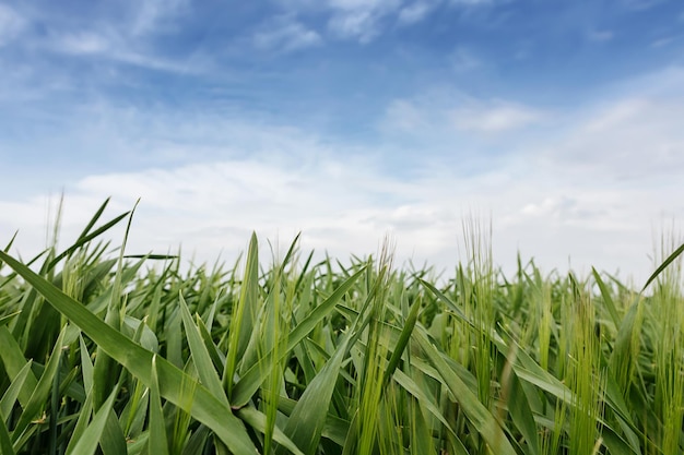 Campo di grano con nuvole in una luminosa giornata estiva