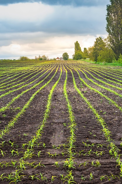 Cornfield Young shoots in the corn field Panorama in cloudy rainy weather Storm clouds over field