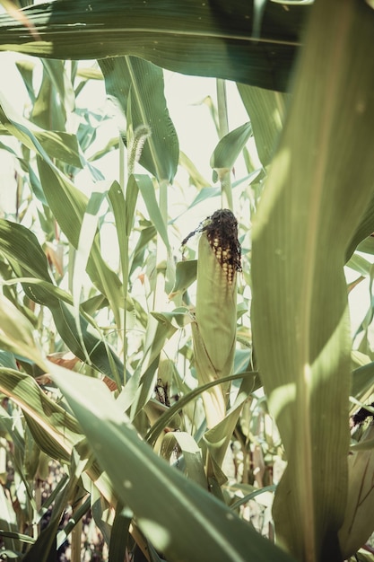 Cornfield