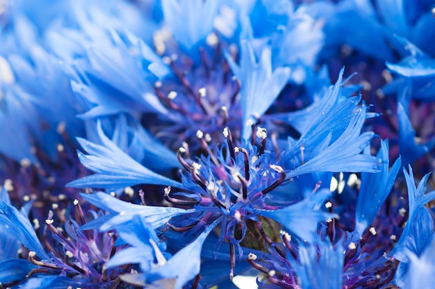 Cornflower background