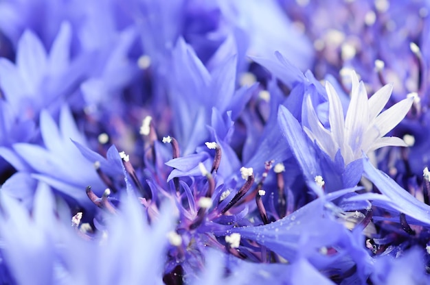 Cornflower background