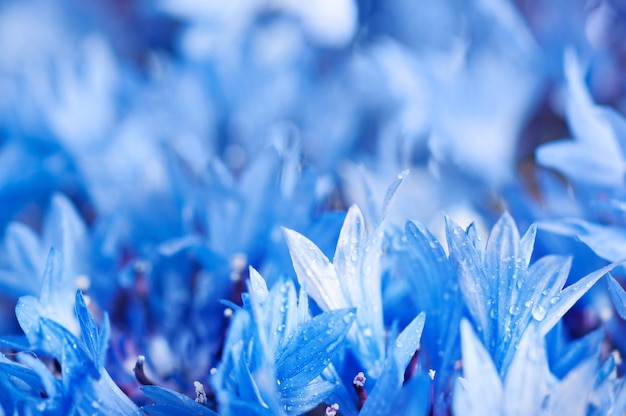 Cornflower background