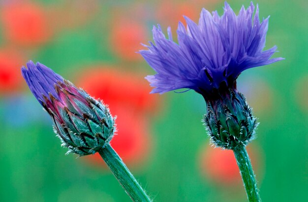 Foto cornflower eiland rugen mecklenburgwest-pomeranië duitsland centaurea cyanus