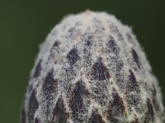 cornflower flower bud