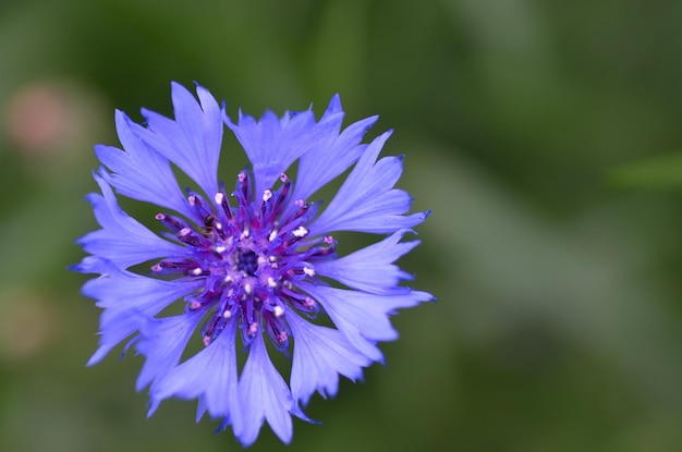 Cornflower from above