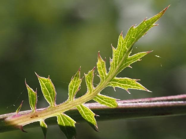 cornflower leaf