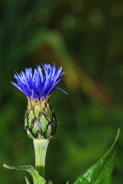 Cornflower left