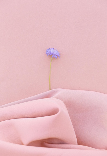 Cornflower on pink fabric background. Aesthetic minimal wallpaper. Summer Spring floral plant composition