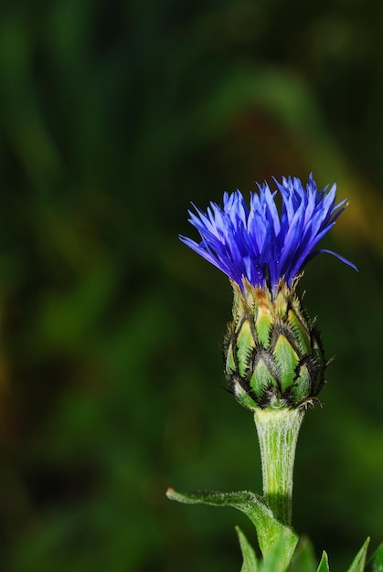 Cornflower right