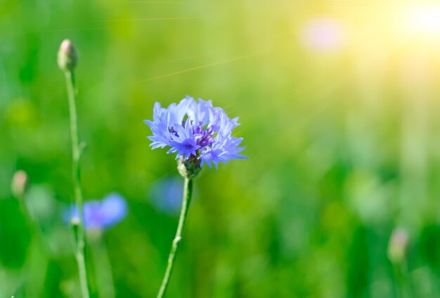 Cornflower