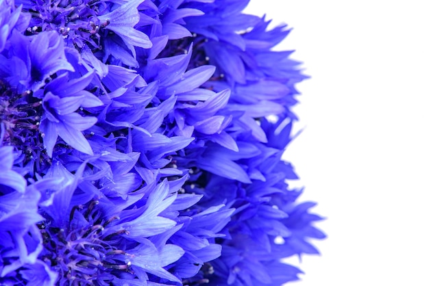 Cornflowers background. blue flowers close-up.