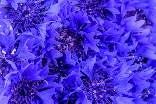 Cornflowers background. blue flowers close-up.